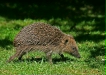 Hedgehog